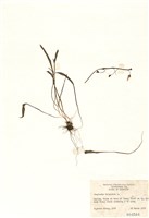 藏品(維吉尼亞春美草)的圖片